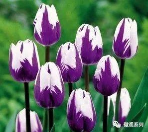 比特币疯涨,无知和崇拜,是人类的固有特性5 比特币疯涨,无知和崇拜,是人类的固有特性5